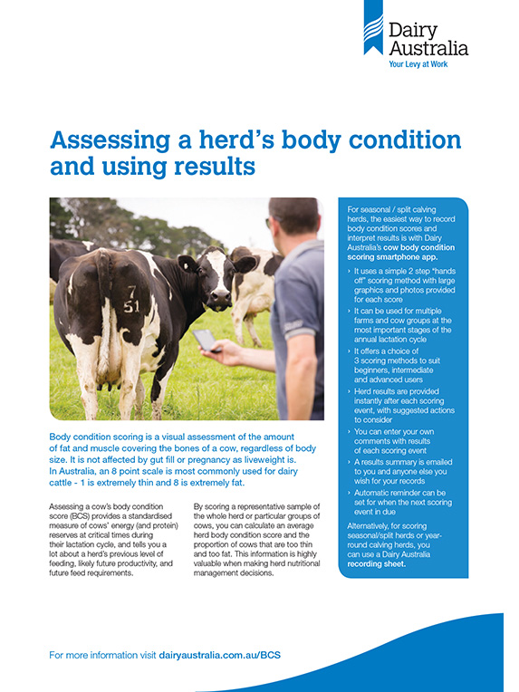 Assessing a herds body condition and using results thumbnail