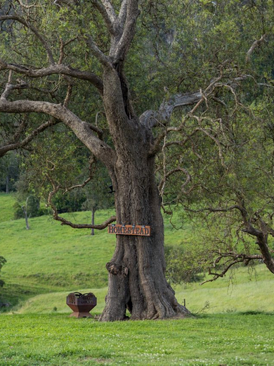 Sapphire Coast Dairy Homestead trees - Hipcamp.jpeg