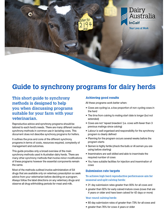 Guide to synchrony programs dairy factsheet thumbnail