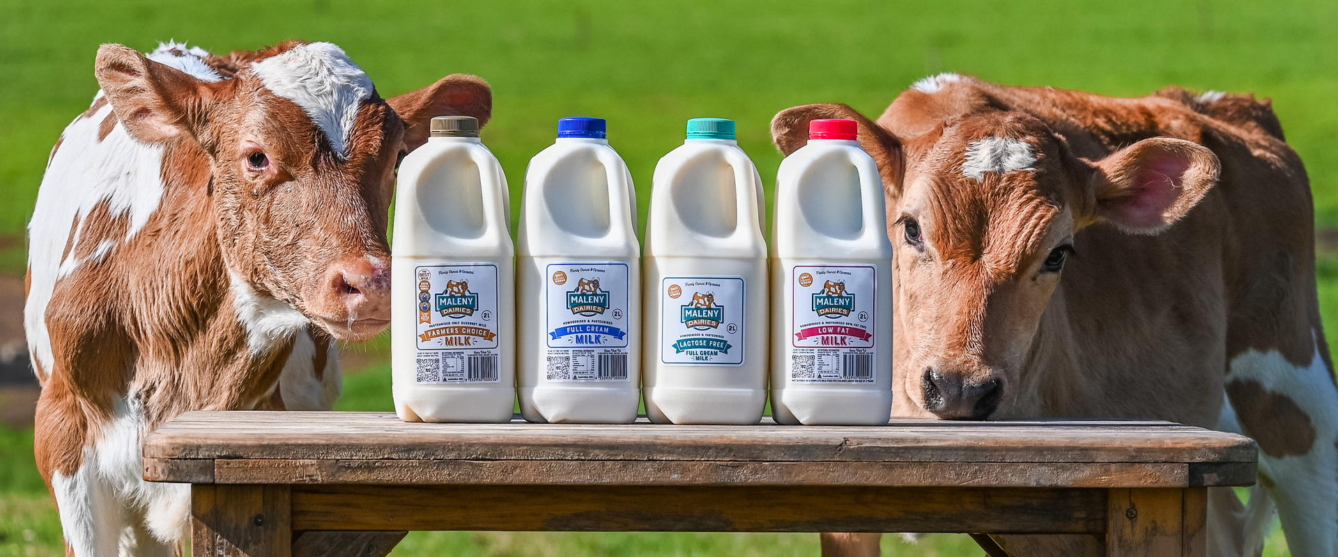 Maleny Dairies-2Ls%20and%20cows.jpeg