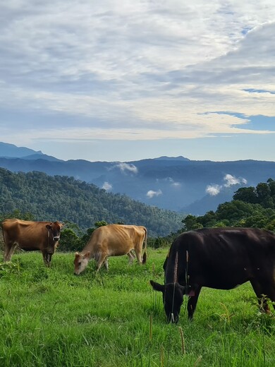 Mungalli Creek Dairy.jpg