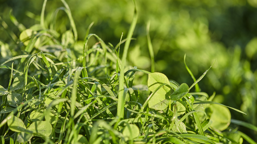 Close up of grass - Murray Victoria