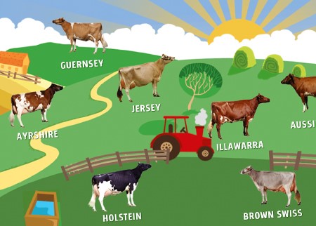 cow breeds.jpg