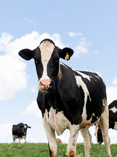 Growing feed for the herd Report Thumbnail