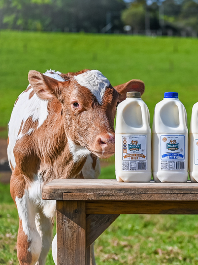 Maleny Dairies-2Ls%20and%20cows.jpeg