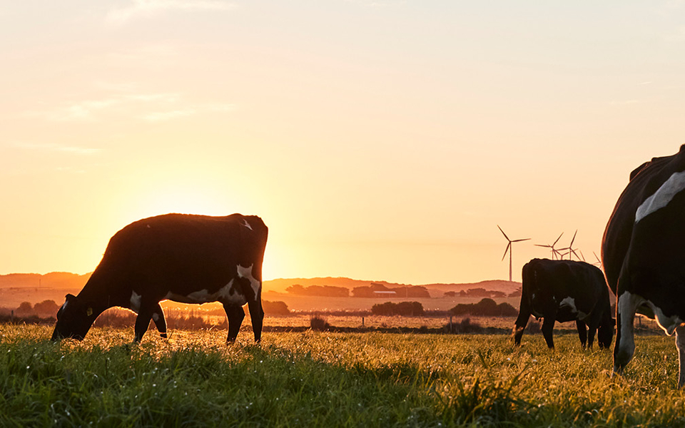 Cows grazing in a paddock with wind turbines shown on the horizon.