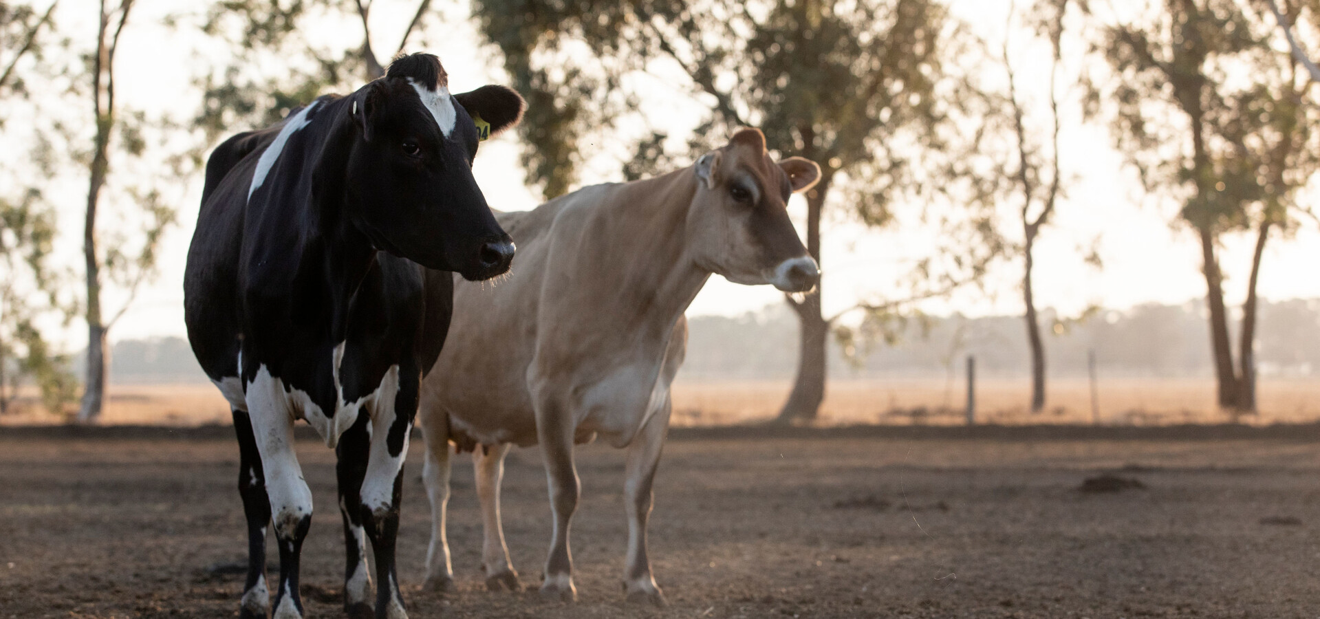 cows in dry conditions