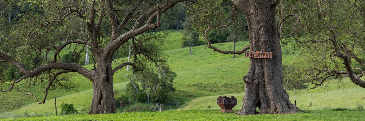 Sapphire Coast Dairy Homestead trees - Hipcamp.jpeg