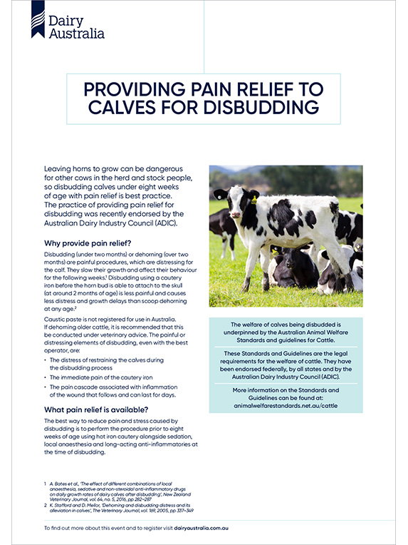 Providing pain relief to calves for disbudding thumbnail