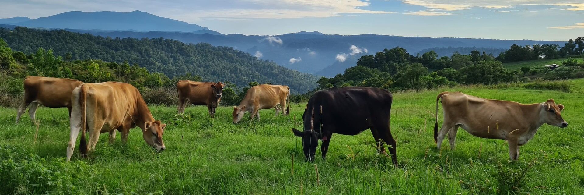 Mungalli Creek Dairy.jpg