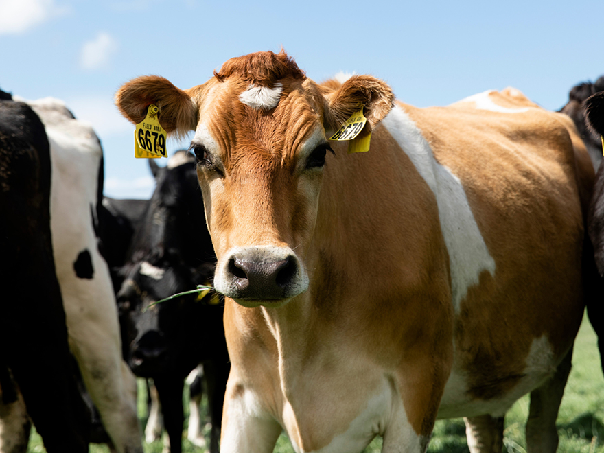 Dairy cow with light brown fur stands in paddock with herd.