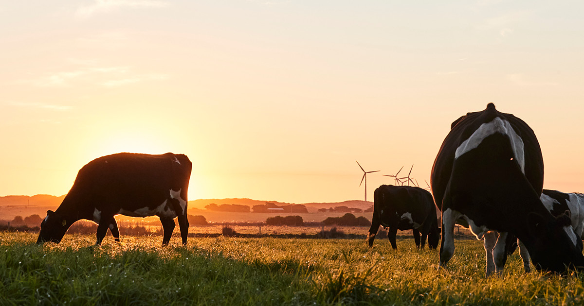 Cows grazing in a paddock with wind turbines shown on the horizon.