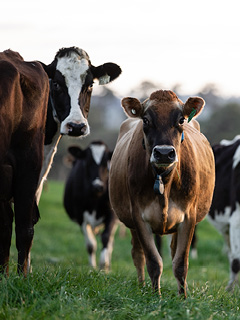 Animal management report thumbnail