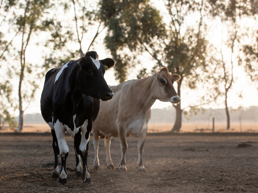 cows in dry conditions